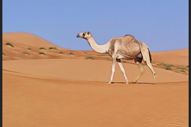 Luxury Overnight Desert Safari in Salalah - Pricing and Booking Information