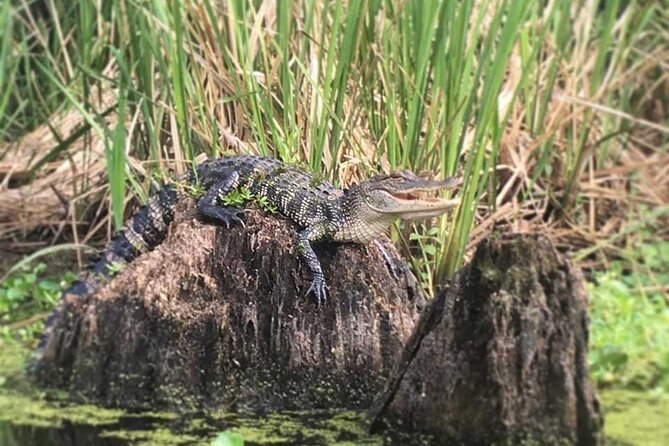 Manchac Swamp Kayak Tour for Experienced Kayakers With Pickup - Duration and Wildlife Sightings