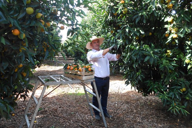 Mandarina Farming Tour With Food and Drink Tasting in Albania - Accessibility and Participation