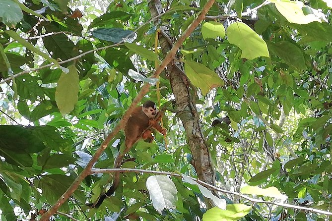 Manuel Antonio National Park Tour From San Jose. - Tour Logistics