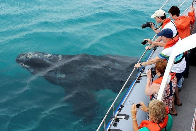 Marine Big 5 Full Day Guided Return Transfer Cape Town - Gansbaai - Pickup and Departure Details