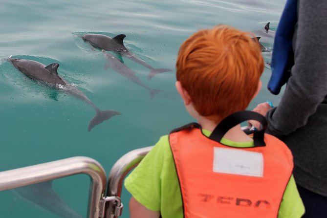 Marine Big 5 Safari Full Day Trip From Cape Town - Recommendations and Requirements