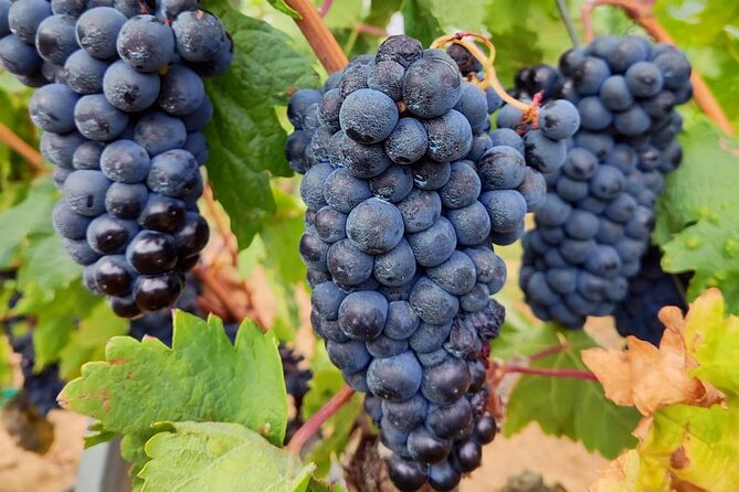 Marques De Riscal Rioja Wine and Architecture Tour, SS - Traveler Feedback and Ratings