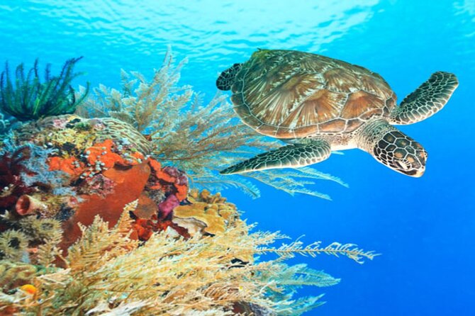 Marsa Alam: Snorkel With Sea Cows and Turtles at Marsa Mubarak - Pickup and Duration