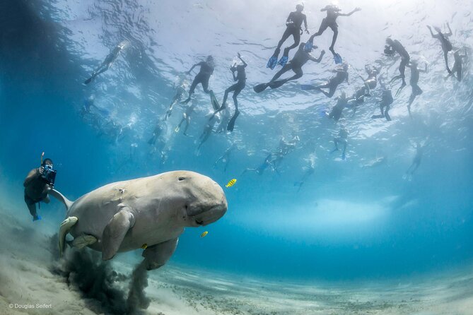 Marsa Mubarak Full Day and One Intro Diving With Lunch, Transfer - Marsa Alam - Pricing Details