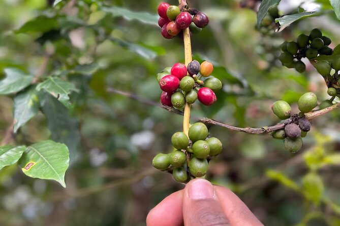 Materuni Waterfalls & Coffee Tour - Exploring Materuni Waterfalls