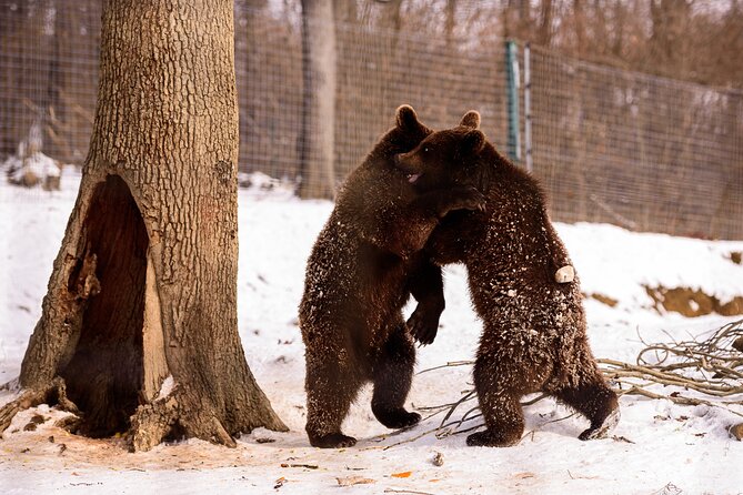 Meet the Bears & Visit Dracula Castle Day Tour From Bucharest - Itinerary and Schedule