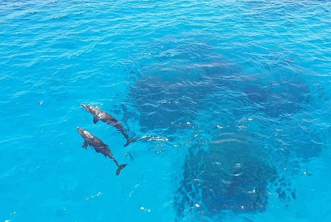 Meet the Dolphins in Snorkeling Tour - Lunch and Refreshments Onboard
