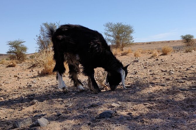 Merzouga Desert Tours -By 4x4 With Nomads Visit - Pricing and Special Offers