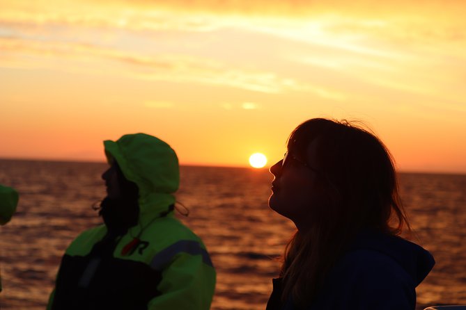 Midnight Sun Whale Watching From Reykjavik - Customer Reviews and Feedback