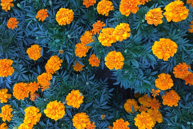 Miracle Garden & Butterfly Garden With Ticket & Private Transfers - Highlights of Miracle Garden