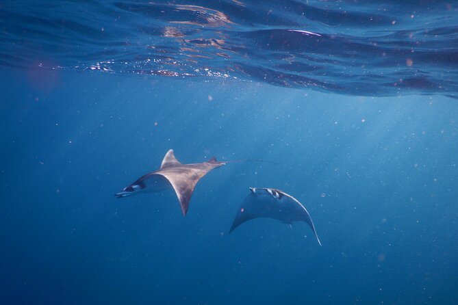 Mobula Ray Snorkel Adventure - Accessibility and Health Considerations