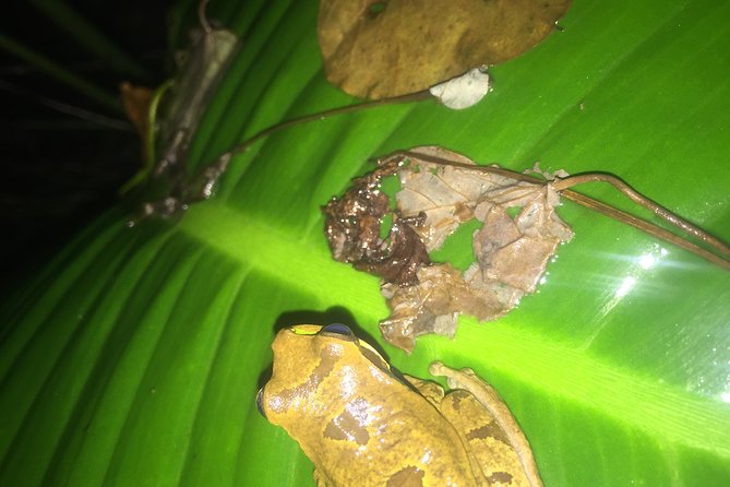 Monteverde Cloud Forest, Sloth, Hanging Bridges, Butterflies Tour - Daily Tour Schedule