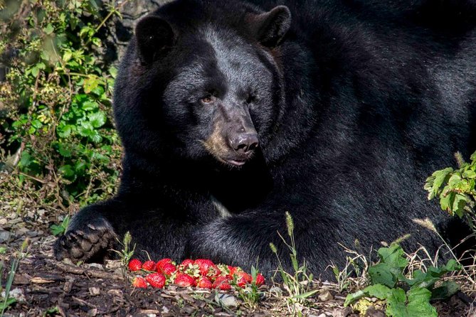 Montreal Zoo, Private Half Day Tour - Private Transport