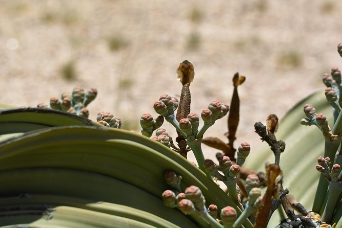 Moon Landscape and Welwitschia 4x4 Half-Day Tour From Walvis Bay - Logistical Information