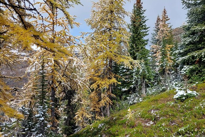 Moraine Lake: Larch Valley Hike, Departure From Banff - Health and Safety Requirements