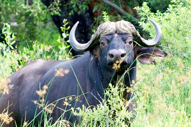 Moremi Full Day Trip In The World Renowned Moremi Game Reserve - Cancellation and Confirmation Policy