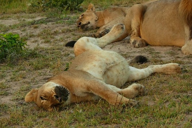 Morning Safari in Kruger National Park From Hazyview (Am Knp) - Meeting and Pickup Details