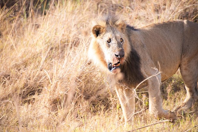 Morning Safari Nairobi Park/elephant Orphanage/giraffe Centre - Meeting and Pickup Details