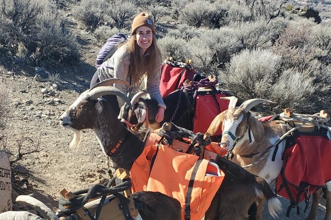 Morning Walks With High Sierra Pack Goats - Preparing for the Hike