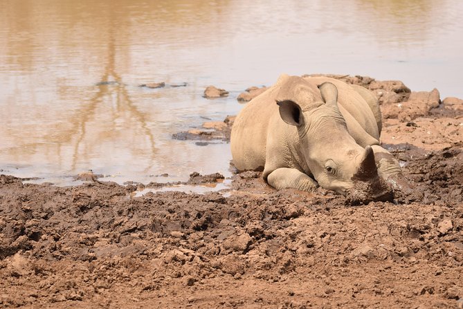 Nairobi National Park, Baby Elephant Orphanage and Giraffe Center - Accessibility and Participation Guidelines