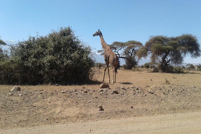 Nairobi National Park, Giraffe Center & Karen Blixen Museum - Visiting the Elephant Orphanage