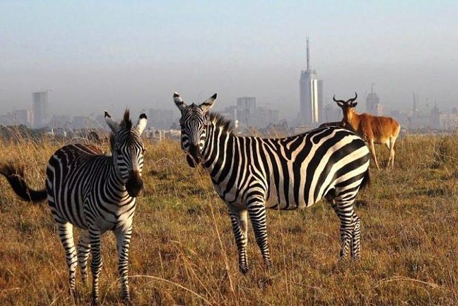Nairobi National Park Half Day Tour - Inclusions and Exclusions