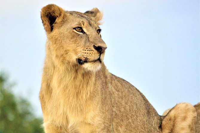 Nairobi National Park Half Day Tour - Pricing Details