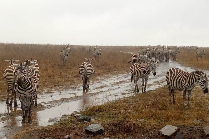 Nairobi National Park Safari With a Visit to Giraffe Center. - Tour Inclusions