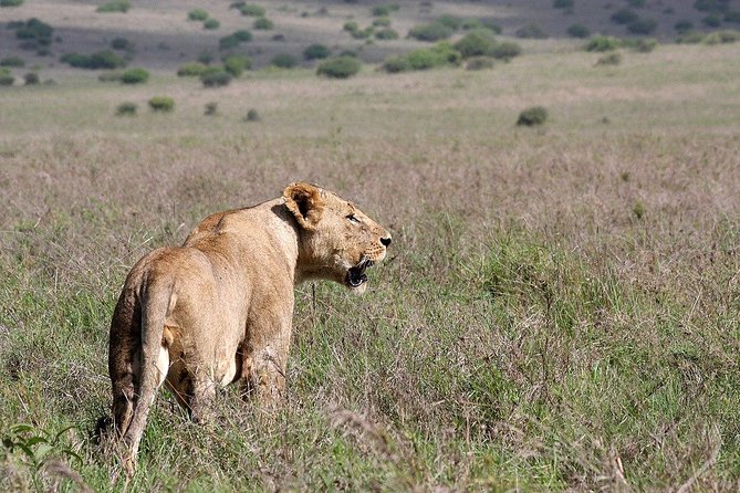 Nairobi National Park, Sheldrick Elephant, Giraffe Centre Tour - Traveler Experiences and Feedback