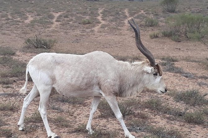 National Park Visit Souss Massa (Endangered Animals) - Inclusions and Pricing