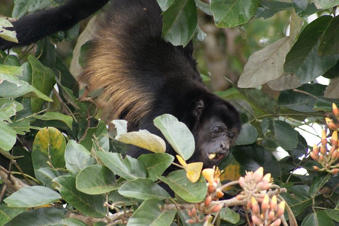 Nature History Tour. Tortuguero Canal & Cahuita National Park Shore Excursion - Birdwatching Opportunities