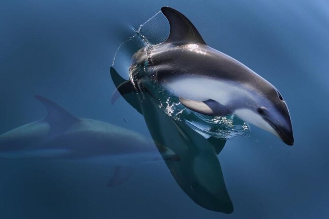 Nautical Tour and Dolphin Search in Puerto Madryn - Meeting Point and Pickup