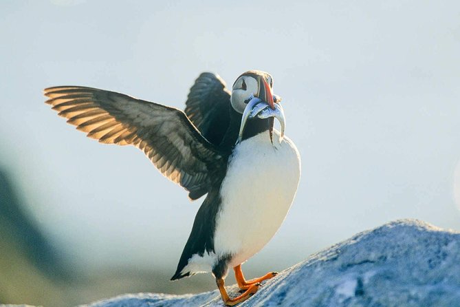 Newfoundland Puffin and Whale Watch Cruise - Safety Measures and Amenities