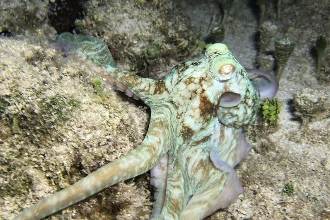 Night Snorkeling - Observation of Octopus and Other Species - Safety Considerations
