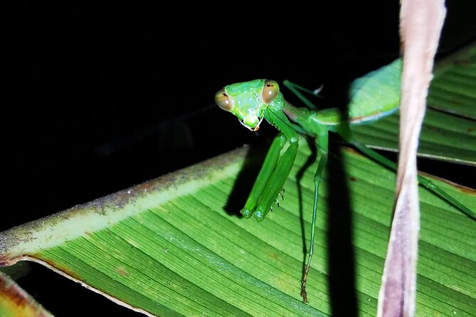 Night Walk in the Monteverde Cloud Forest. - Discovering Unique Flora and Fauna