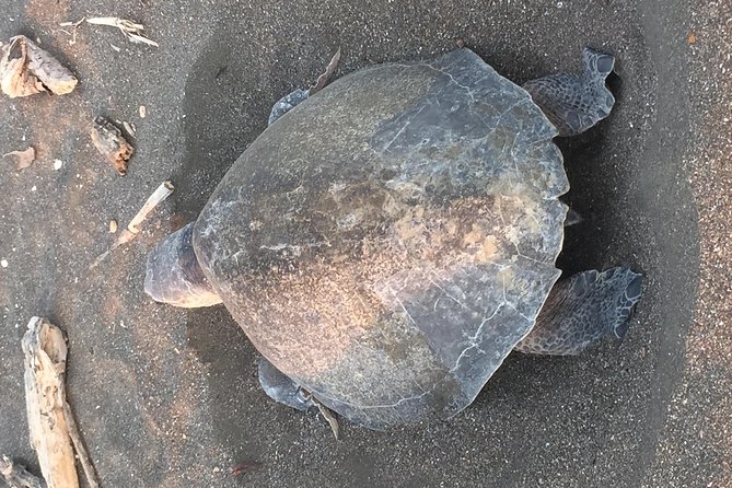 Nocturnal Turtles Watching Ostional Guanacaste Province - Expectations and Communication
