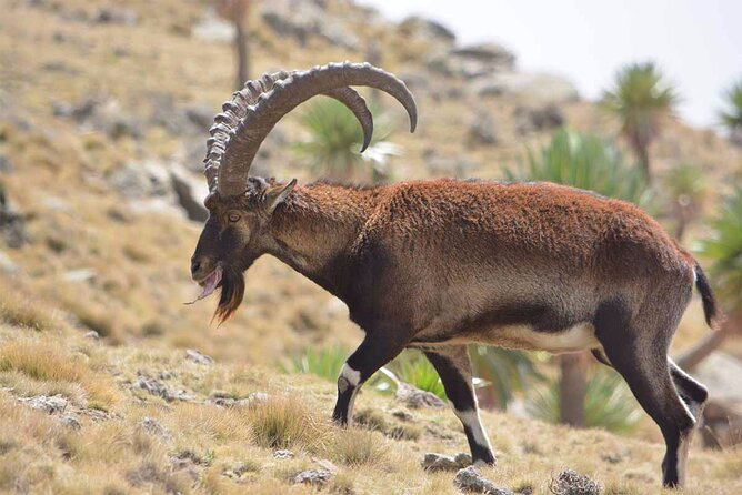 North Ethiopia Round Trip Tours From Addis Ababa - Trekking Through Simien Mountains