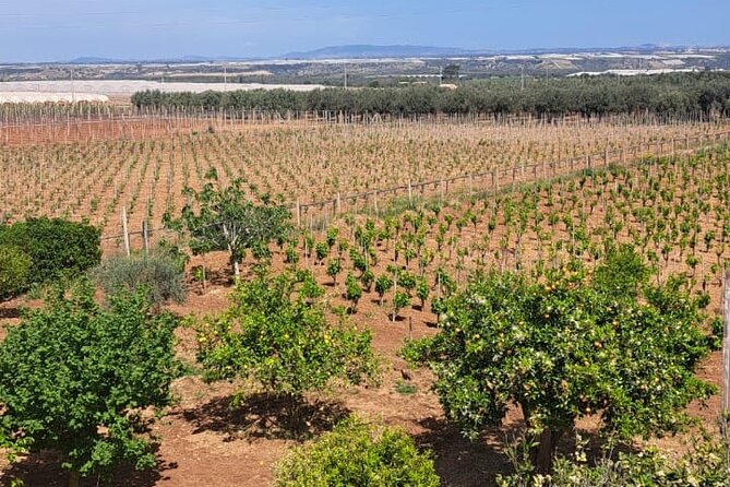 Oil, Wine and Cooking Class Activity in Sicily - Cancellation and Booking Flexibility