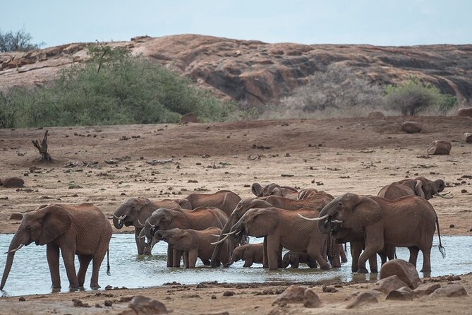 Ol Pejeta Conservancy and Chimpanzee Sanctuary Full-Day Tour From Nairobi - Logistics and Inclusions