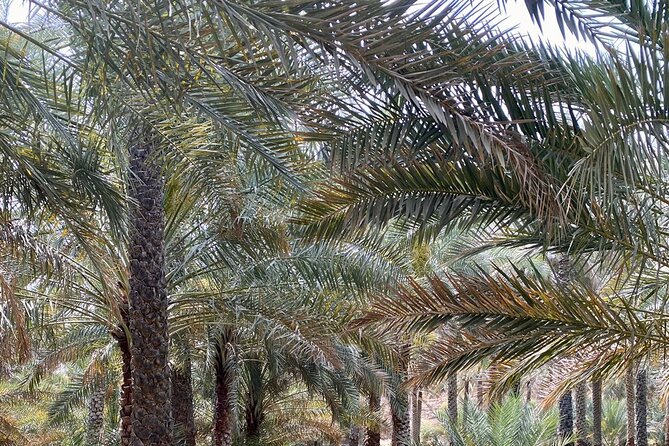 Old Nizwa Authentic Walks - Tour Details