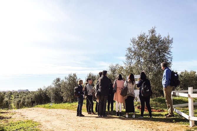 Oleotourism and Olive Oil Tasting in Seville - Private Tour - Booking and Meeting Details