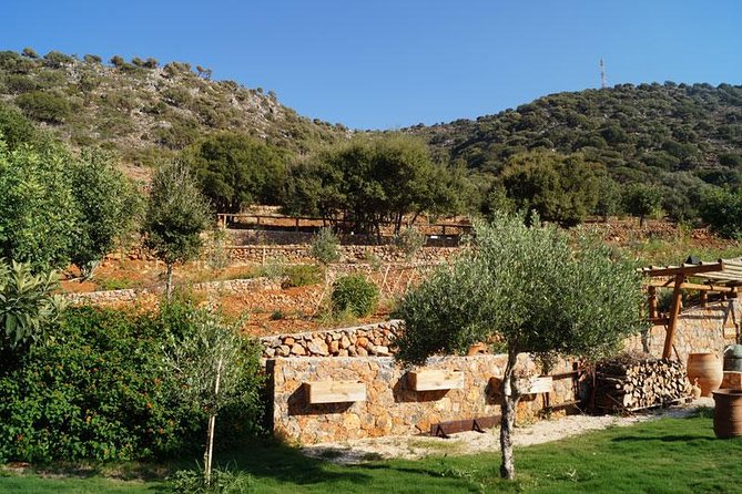 Olive Mill Festival - Pickup Locations and Times