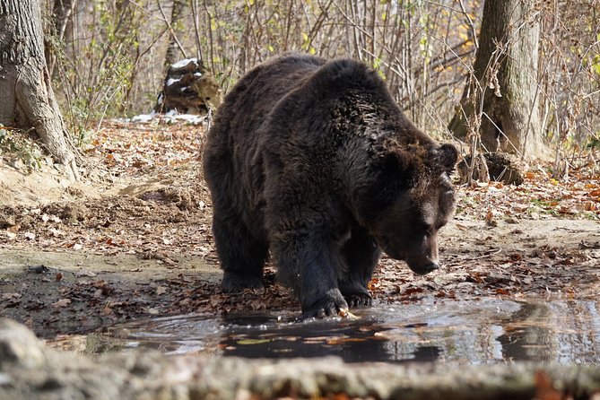 One Day Trip Bear Sanctuary Dracula Castel and Rasnov Fortress From Brasov - Accessibility and Participation