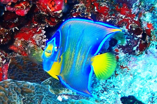 Open Water Certification Course-PADI - Location and Meeting Point