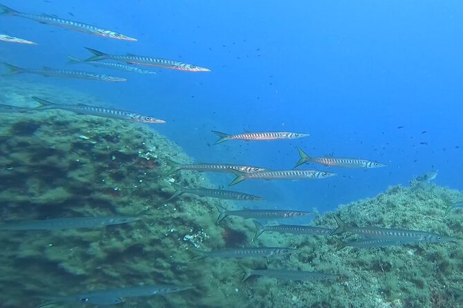 Open Water Diver Course - Meeting and Pickup Details