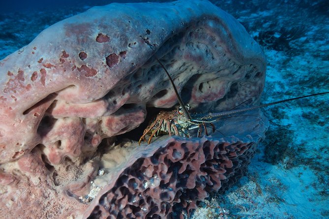 Open Water Diver Course PADI Including Underwater Video - Health and Safety Information
