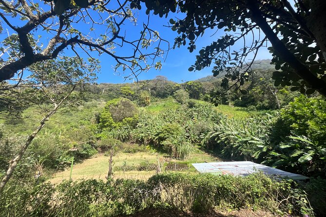 Organic Farming Volunteering Program Finca El Secreto - A Day in the Life