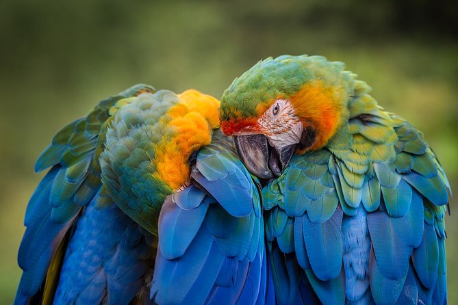 Original Tropical Rainforest and Beach Adventure - Exploring the Rainforest