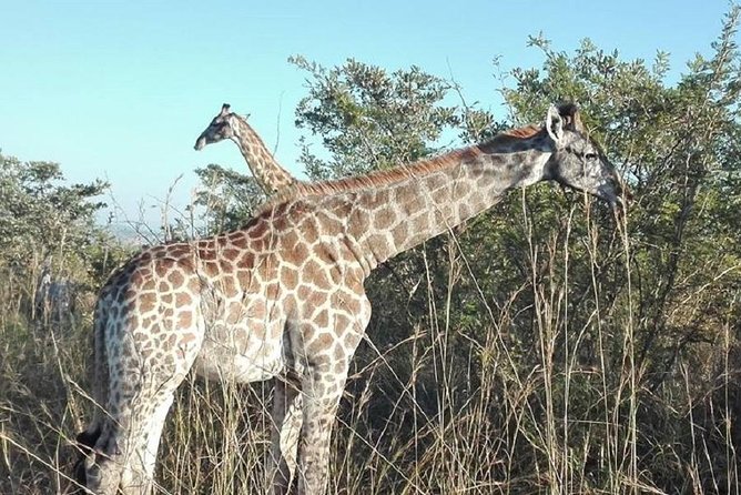 Overnight Kruger National Park Classic Camping Safari - Accessibility Information